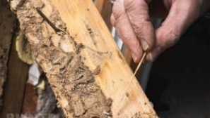 Korotyas hrošči, sabbines, termiti. Kako ravnati s škodljivci lesa